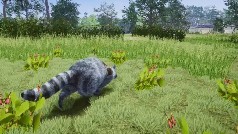 Wanted Raccoon เกมที่เราจะมารับบทเป็นแรคคูนสุดเกรียนคล้าย Goat Simulator
