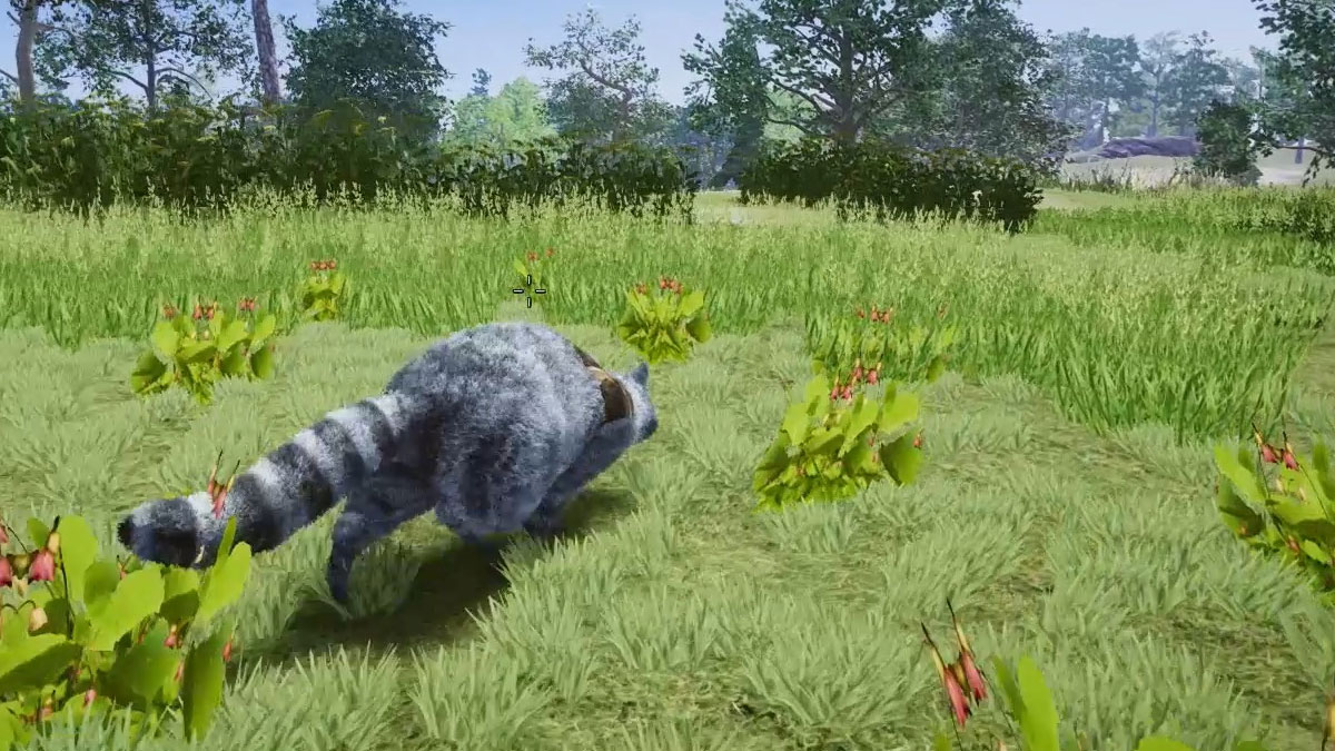 Wanted Raccoon เกมที่เราจะมารับบทเป็นแรคคูนสุดเกรียนคล้าย Goat Simulator